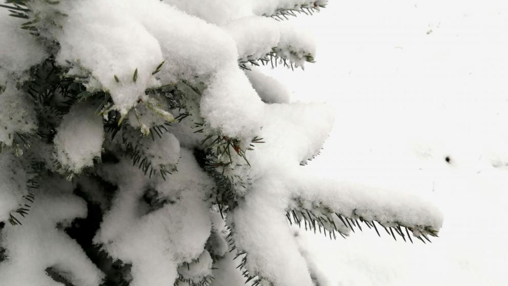 В парке Пятигорска высадили 40 елей