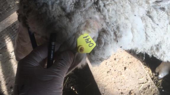 В Кочубеевском округе Ставрополья идентифицировали почти 500 голов скота