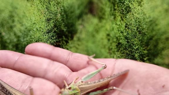 На границе Нефтекумского и Левокумского округов Ставрополья выявлен очаг азиатской перелётной саранчи