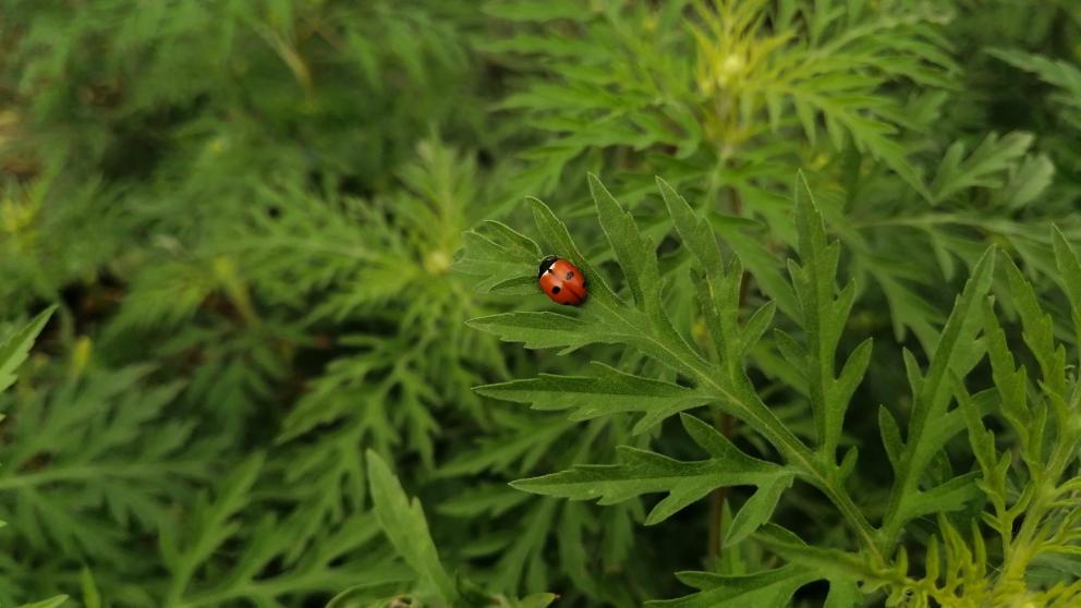 Глава Предгорного округа рассказал о покосе амброзии на частных территориях