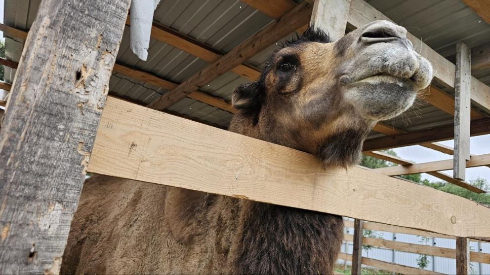 В селе Юца Ставропольского края открылась экоферма