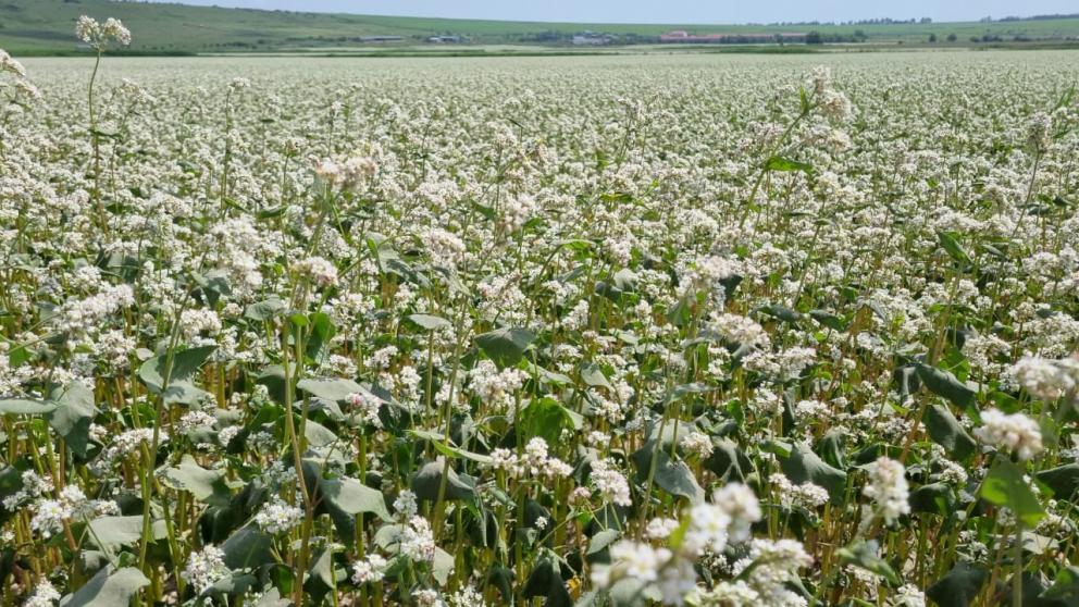 В Предгорный округ съехались пасечники со всего Ставрополья