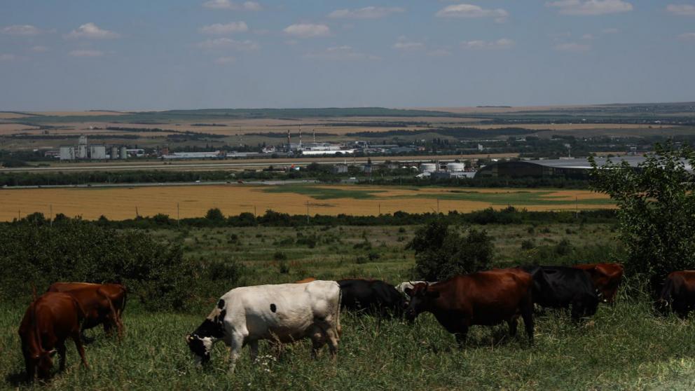 Инновационный пробиотик СКФУ защитит здоровье молодняка скота