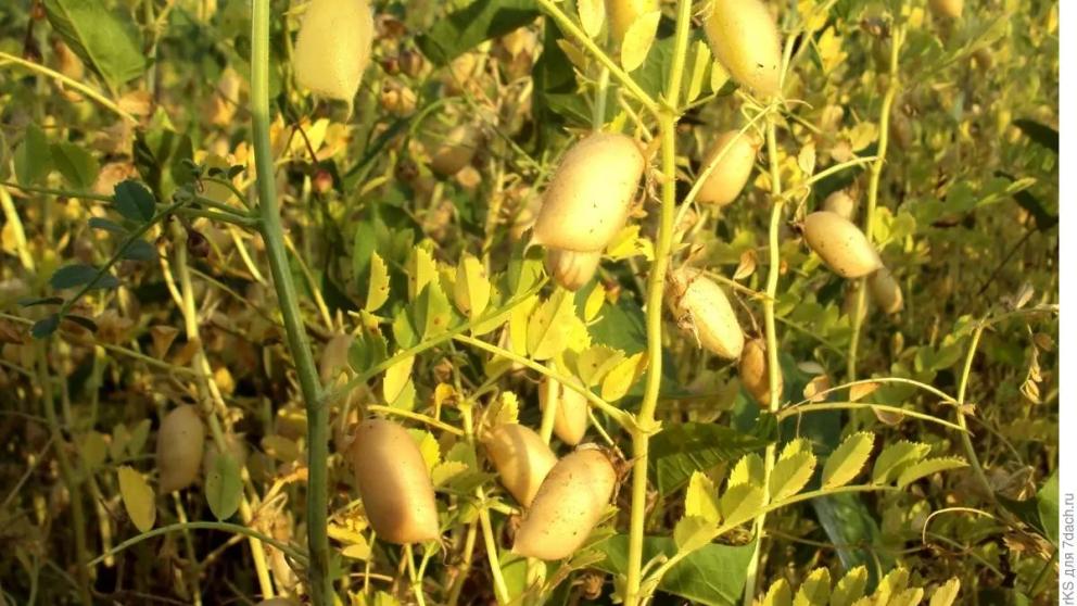 В Ставропольском крае расширяют площади под посевы нута