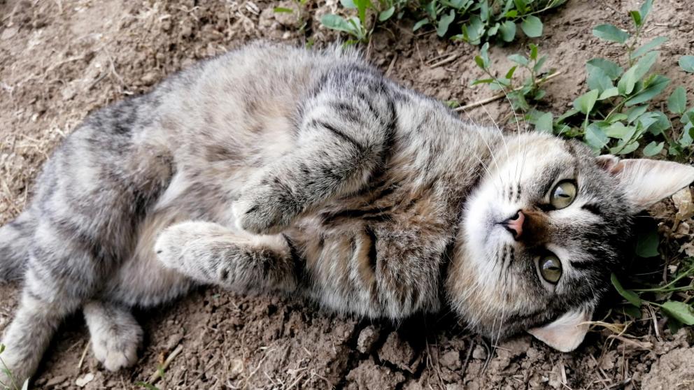 В Пятигорске мужчина застрелил соседского кота