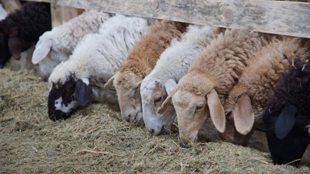 Производство баранины на Ставрополье выросло на 2,7 процента