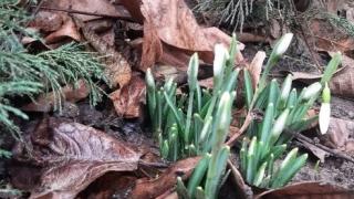 На Ставрополье в январе распустились подснежники