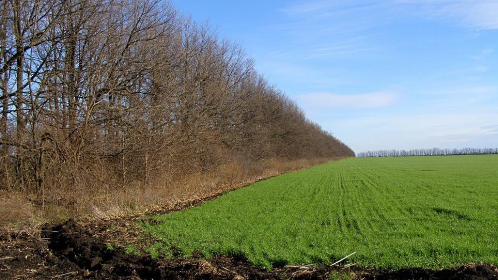 Минприроды Ставрополья приступило к восстановлению лесных питомников