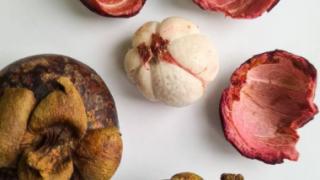 Семена тропического мангустина высадили в ботаническом саду Ставрополя