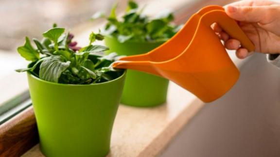 Россельхозцентр Ставрополья: как спасти растения от сильного залива