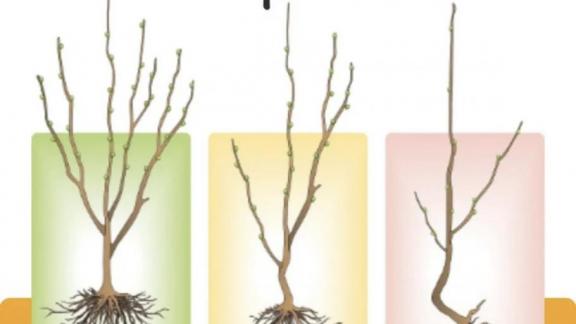 Ставропольцам рассказали, как правильно найти и выбрать качественные здоровые саженцы для посадки