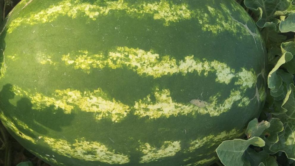 На Ставрополье продолжается уборка бахчевых