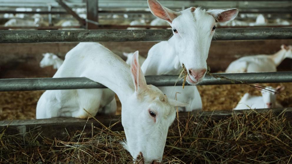 Ставропольские аграрии при поддержке Сбера укрепляют продовольственную безопасность страны