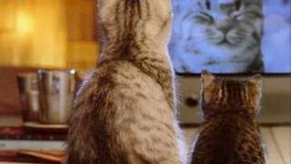 «Аль-РТВ» планирует вести вещание в системе «Триколор-ТВ» прежде всего на мусульманские регионы