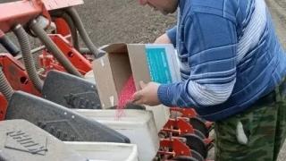 В Кочубеевском округе заложены опытные посевы сахарной свеклы