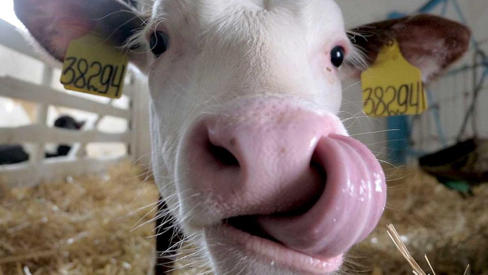 Ставрополье представило проекты в сфере генетики сельхозживотных в Оренбурге