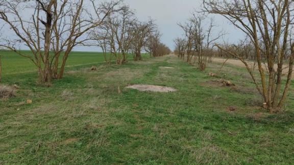 На Ставрополье запустят масштабную программу по уходу за лесополосами