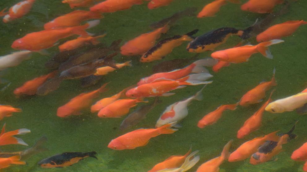 На Ставрополье собираются увеличить производство товарной рыбы