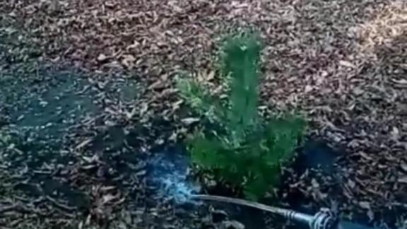В Ессентуках тайно высадили сосновую аллею