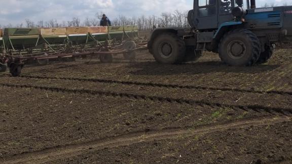 На Ставрополье взошло 100 процентов посевов озимых культур