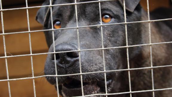 Ставропольские корма для животных планируют поставлять в Европу и Китай