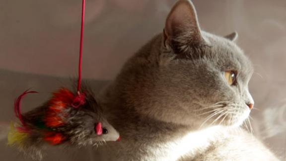 Символ года – Кот правил бал на выставке кошек «Корпорация МЯУ»