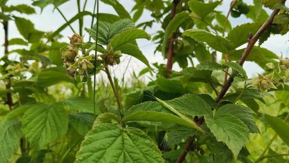В Предгорном округе Ставрополья готовятся к началу малинового сезона