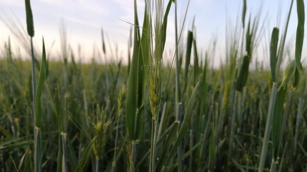 На Ставрополье 480 предприятий получат субсидии на поддержку экспорта