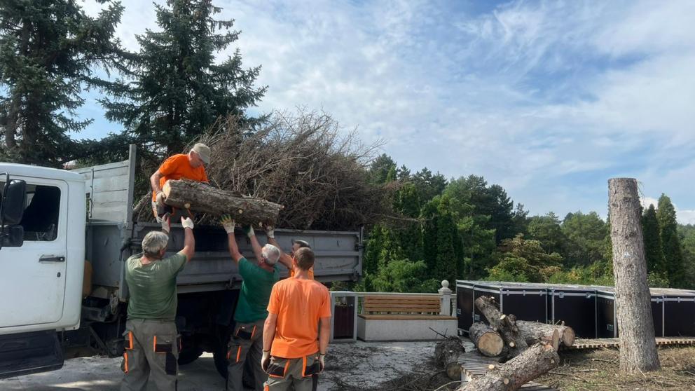 В Кисловодске старые сухие деревья заменят на молодые саженцы