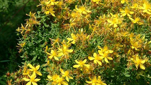 Зверобой - полевой лекарь