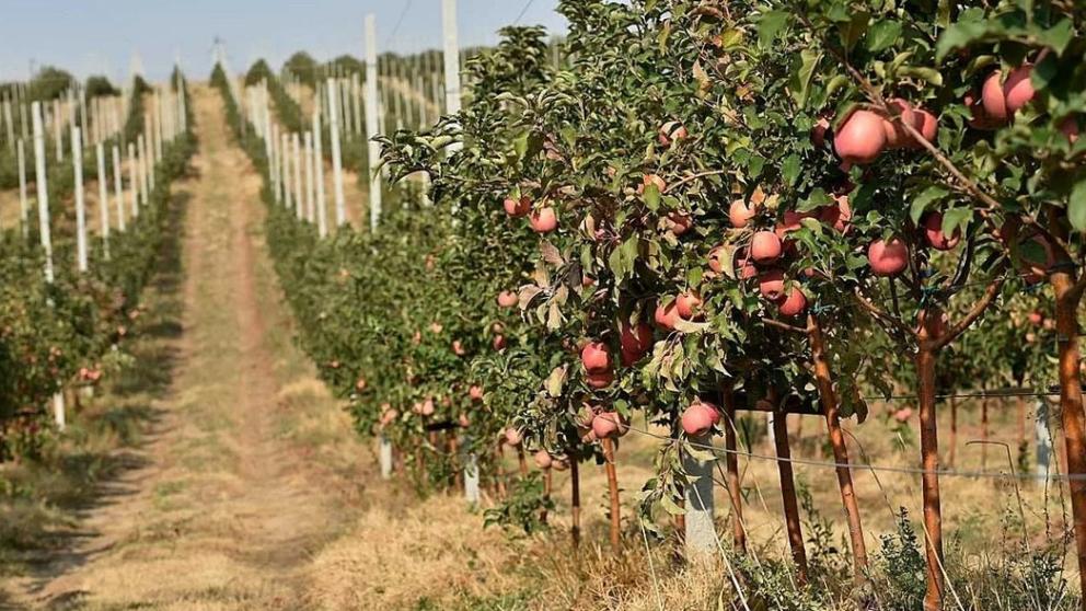 Александровский округ первым в этом году на Ставрополье получил субсидии на садоводство