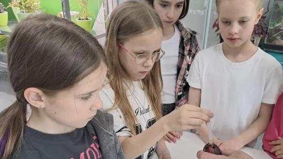 В Невинномысске запустили научные квесты по мотивам произведений Кира Булычёва