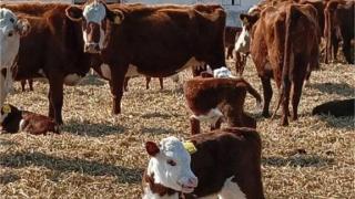 Около 23 тысяч ягнят и телят планируют получить животноводы Апанасенковского округа Ставрополья