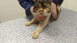 Зоозащитники Ставрополя: Известия о животных, пострадавших от рук человека, поступают ежедневно