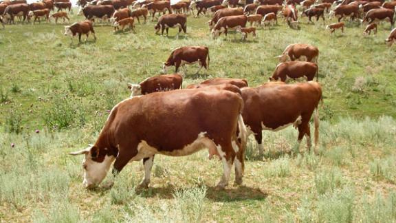 Как развивать восточные районы Ставропольского края