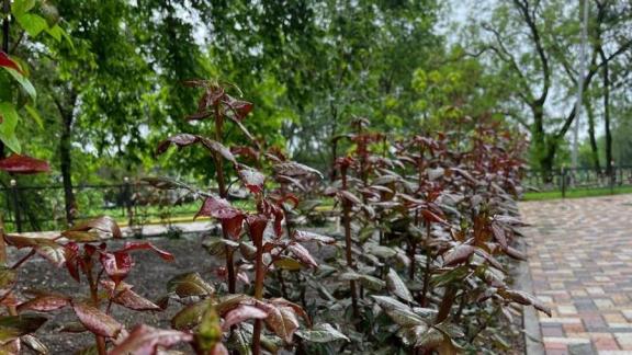 В Благодарном высадили около 450 кустов роз