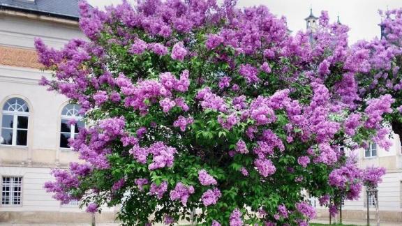 Россельхозцентр Ставрополья: как кустовую сирень превратить в дерево