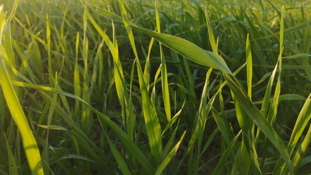 Аграрии Ставрополья могут рассчитывать на краткосрочные кредиты