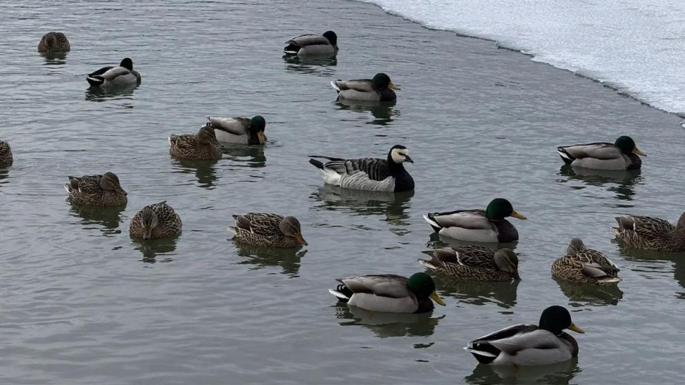 Редкие виды птиц замечены на городском озере Ессентуков