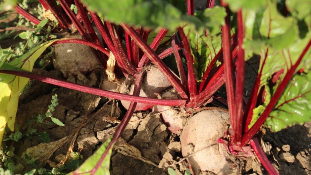 На Ставрополье более чем на 80 процентов выросла урожайность свёклы