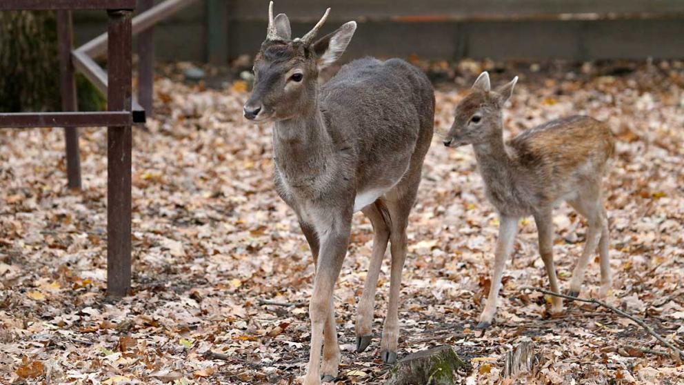 Ставропольский агроуниверситет оказал помощь зоопарку