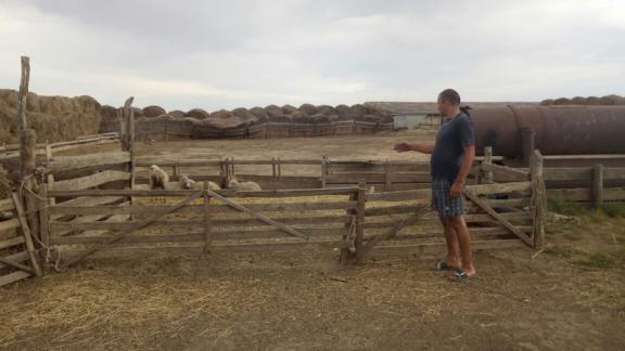 Двое скотокрадов задержаны в Апанасенковском районе