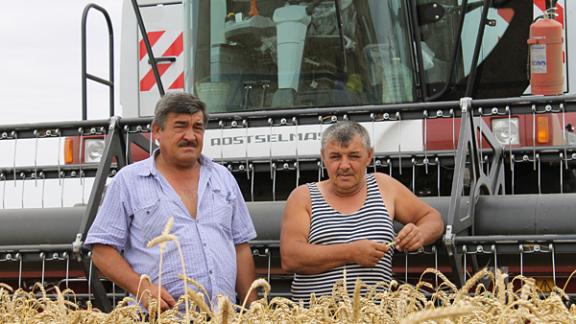 Страда на полях СПКК «Степные зори» Нефтекумского района: Таким урожаем можно гордиться!