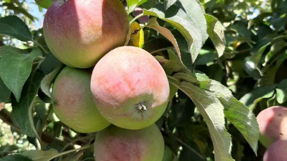 На Ставрополье продолжается уборка яблок