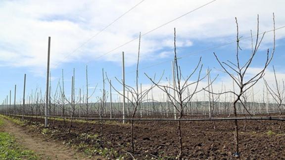 Ставропольские сельхозпредприятия приступили к весенней закладке многолетних плодовых насаждений