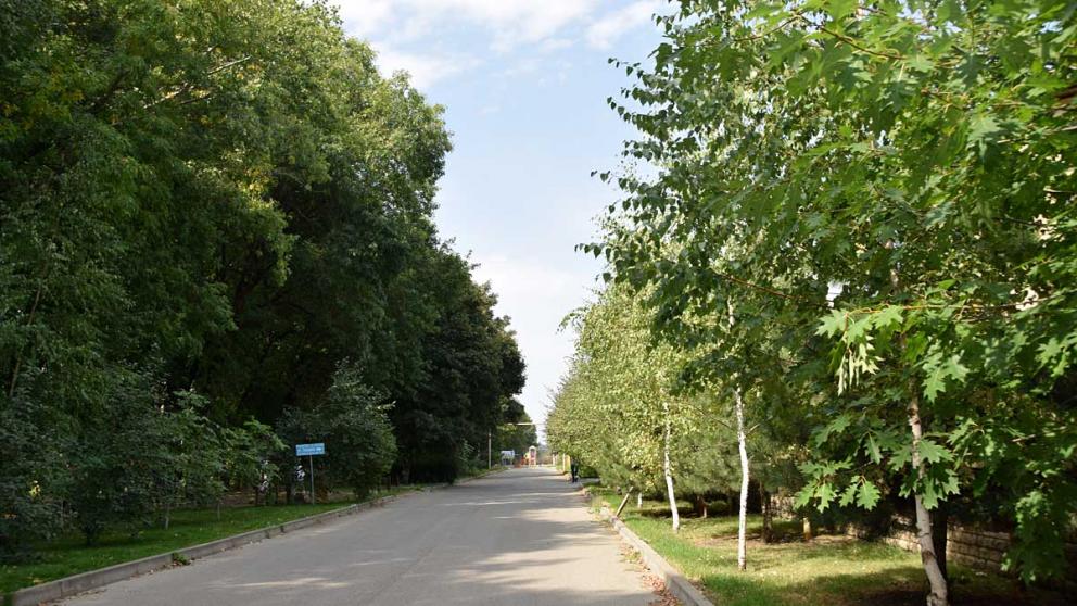 Против вырубки 14 тысяч деревьев ради новой дороги выступили жители Ставрополя